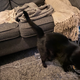 Illustration for article titled Are Cats Tinier Than Furniture? An Investigation